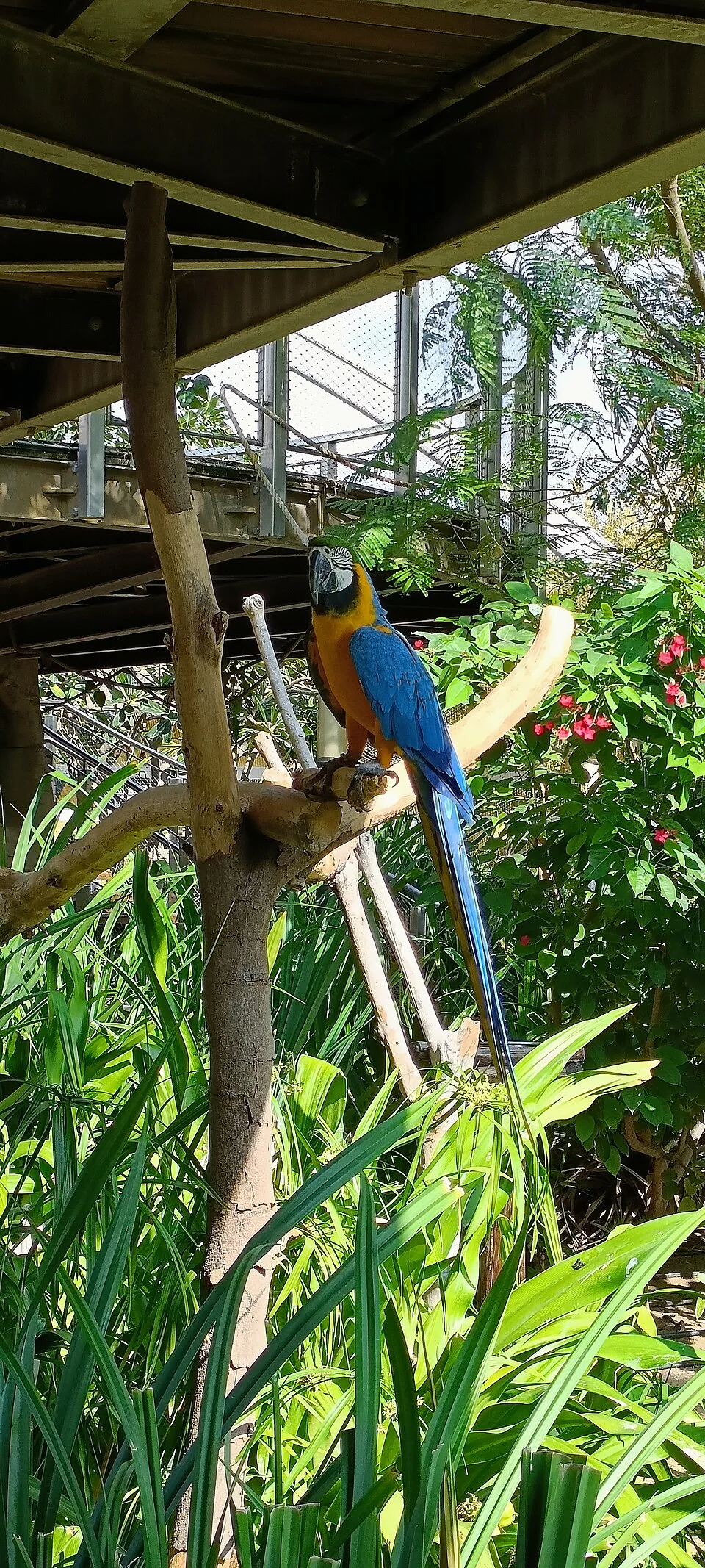 Un ara bleu et jaune au Dubai Safari Park, 2024