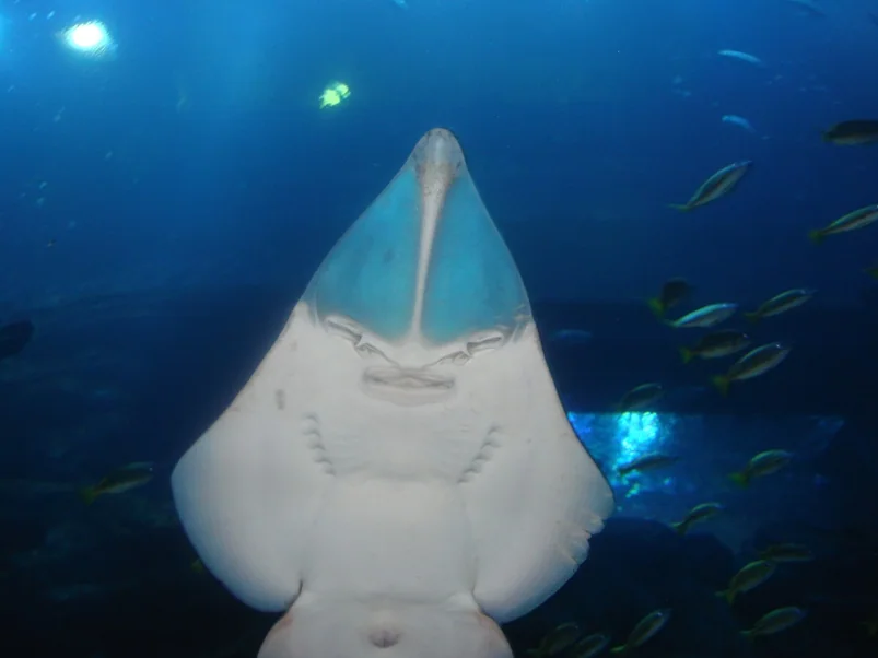 A ray in the Dubai Mall aquarium, 2009