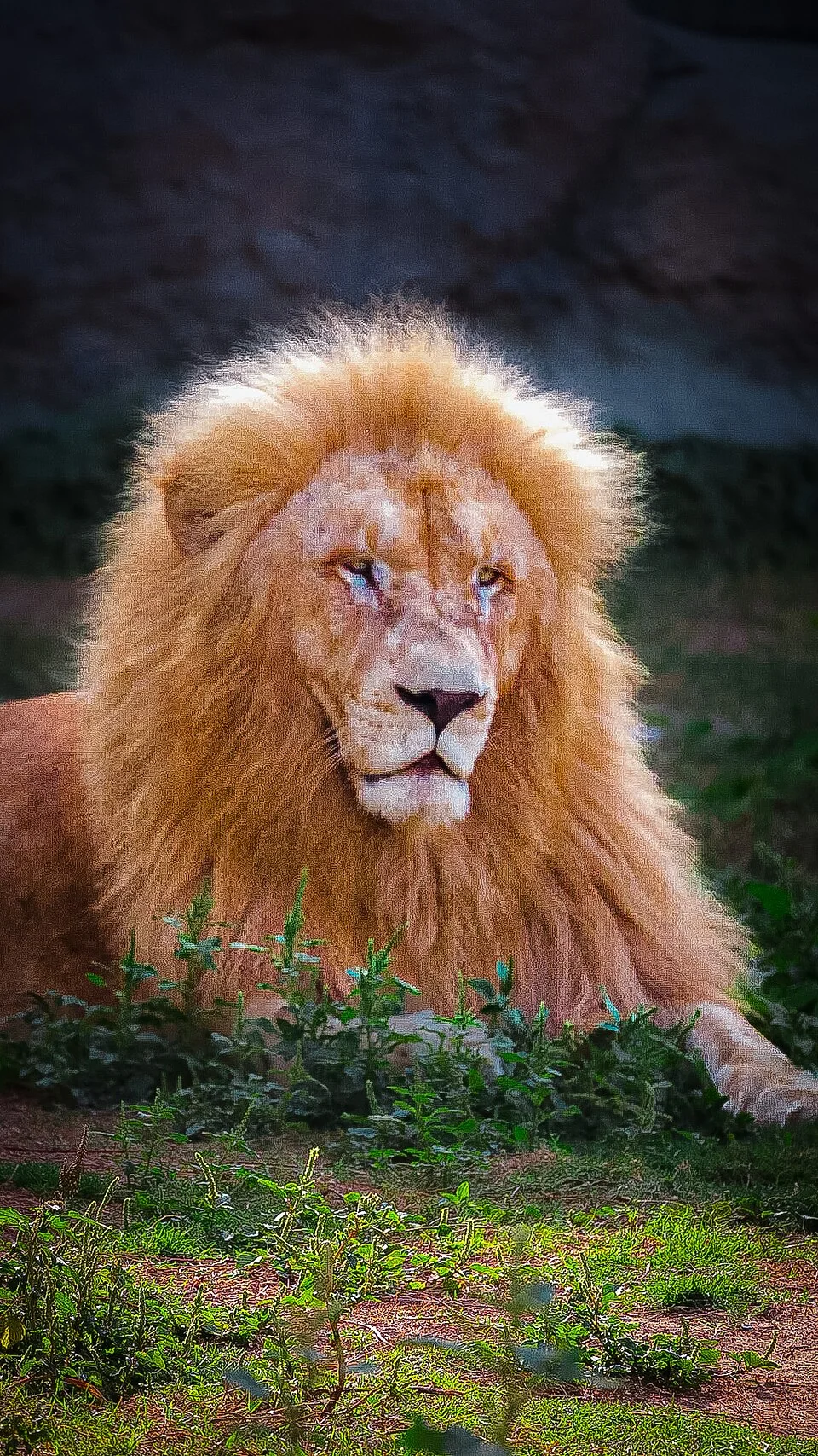 Un lion au Dubai Safari Park, 2019