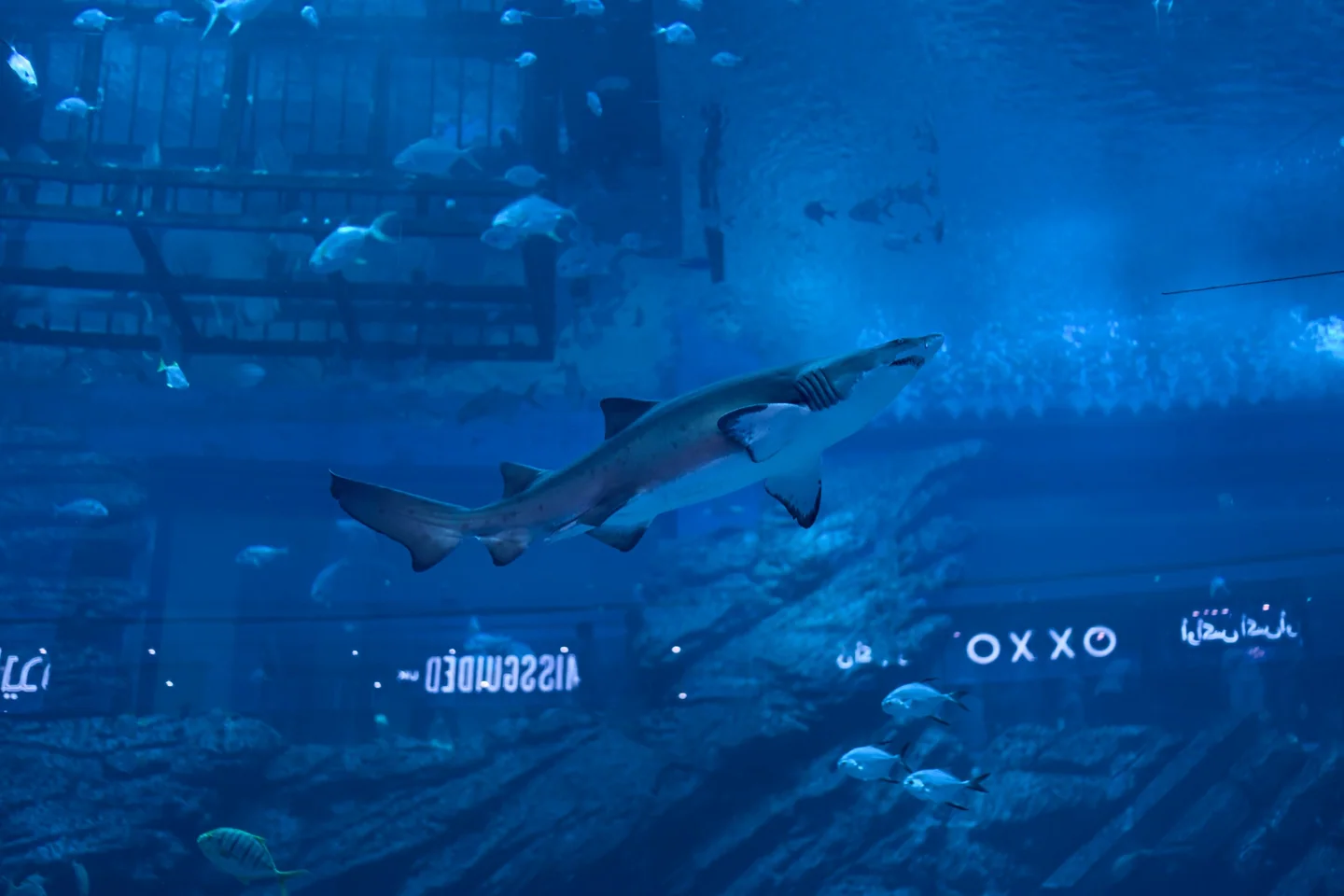 A shark behind the glass at Dubai Aquarium, 2023