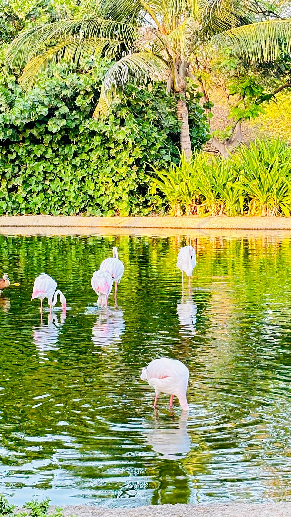 Des flamants au bord de l'eau au Dubai Safari Park, 2024